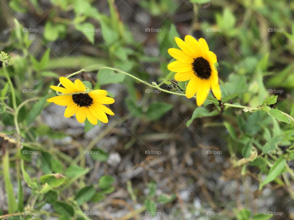 Beach wild flower