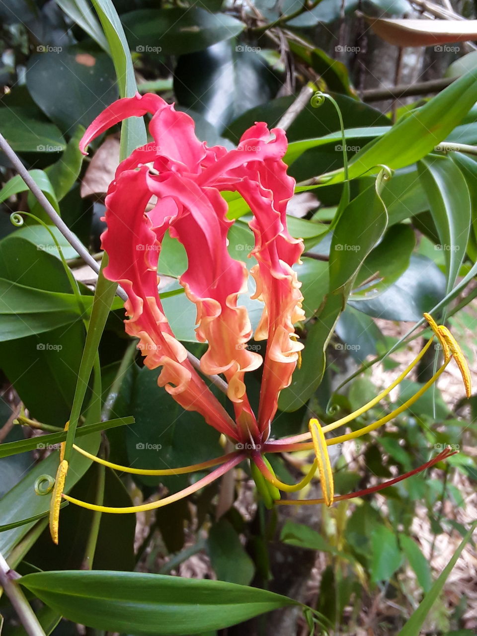 niyagala flower