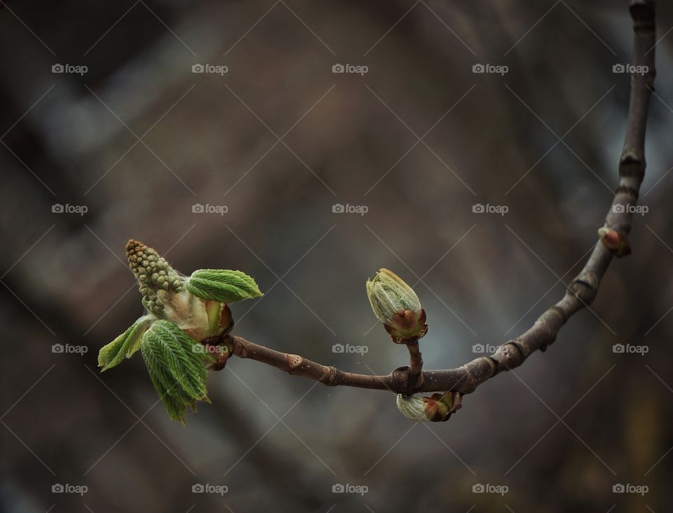 Spring twig