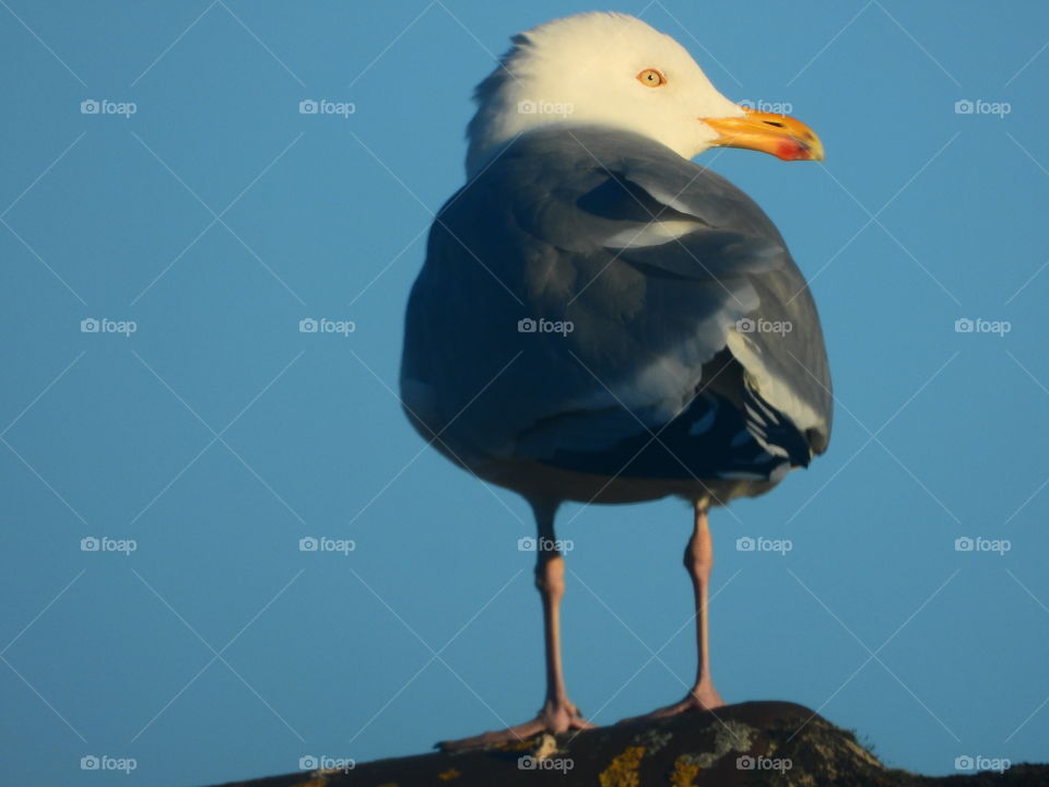 seagull on a roof