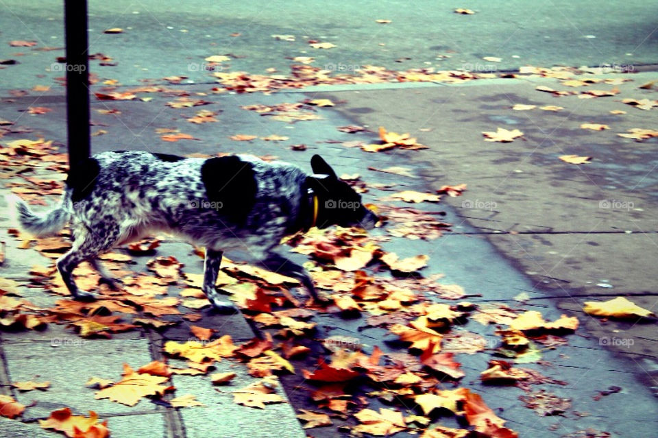 street dog fall autumn by merethe