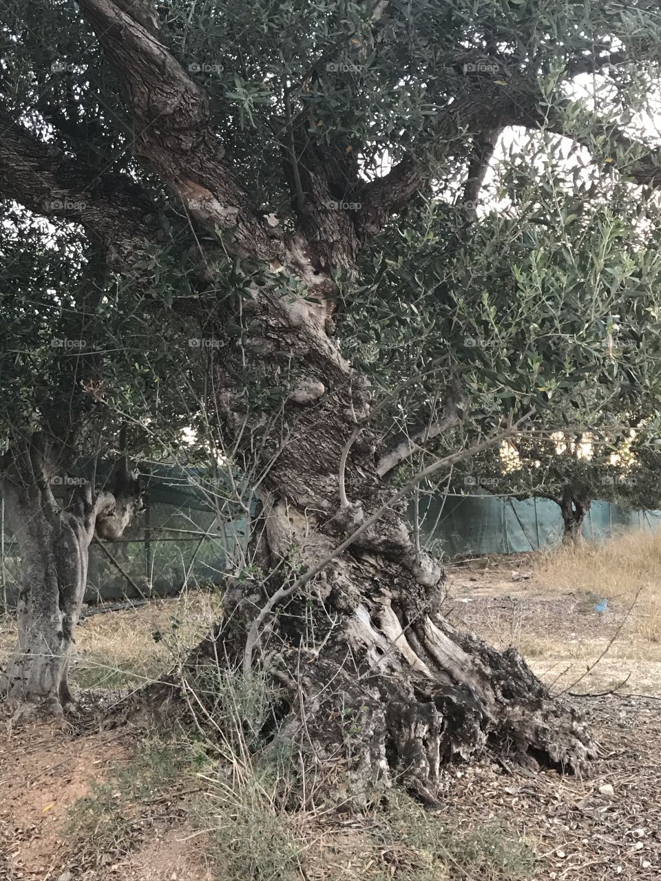 Old olive tree