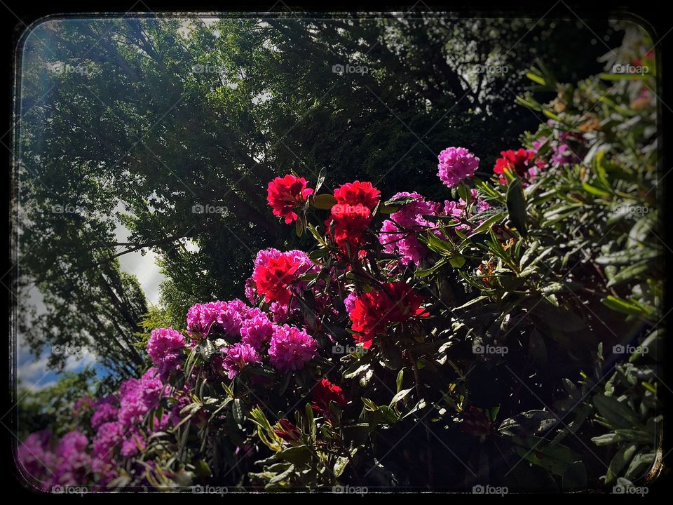 Beautiful garden in Copenhagen . Beautiful garden in Denmark 