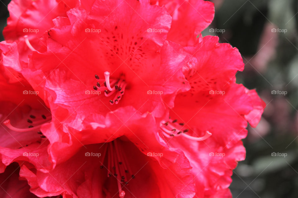 A closeup of a red rhododendron bush bloom on a pale background in our garden. 