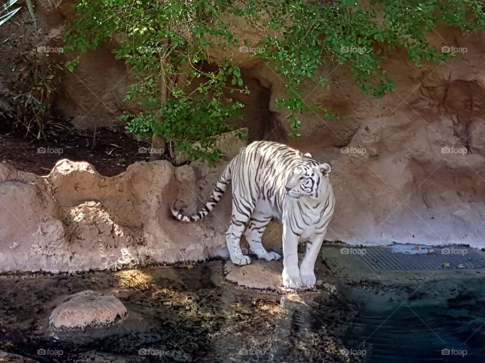 A Beautiful white bengal tiger staring at the water