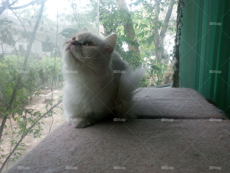 My relaxed cat. Persian cat