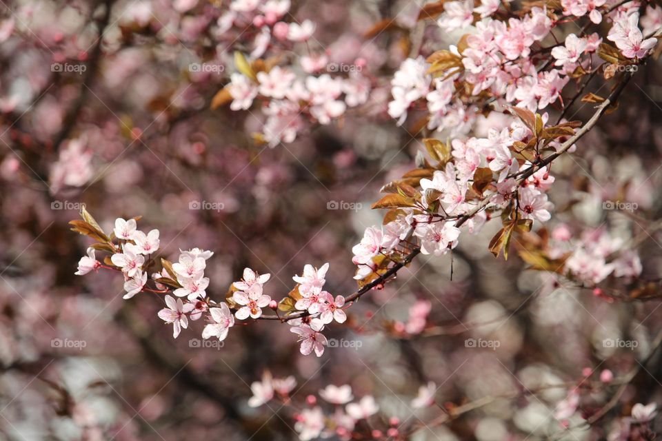 Pink spring flowers