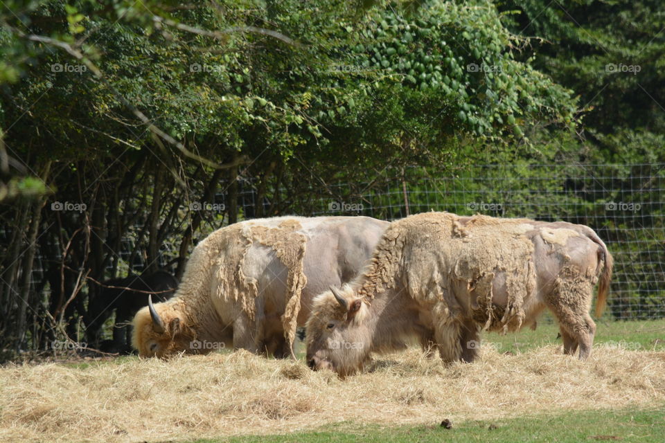 Buffalo earring hay