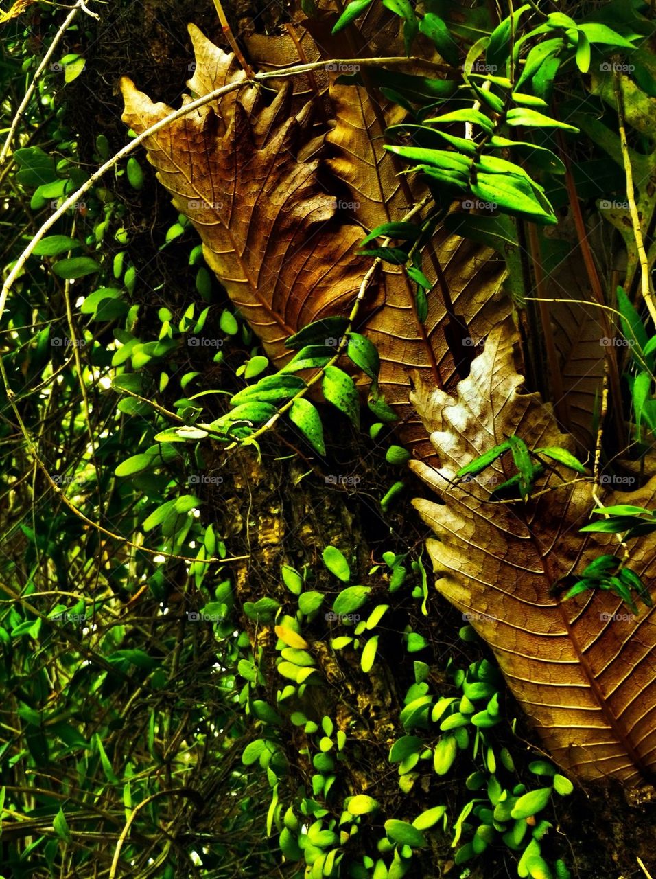 Orchids on a tree