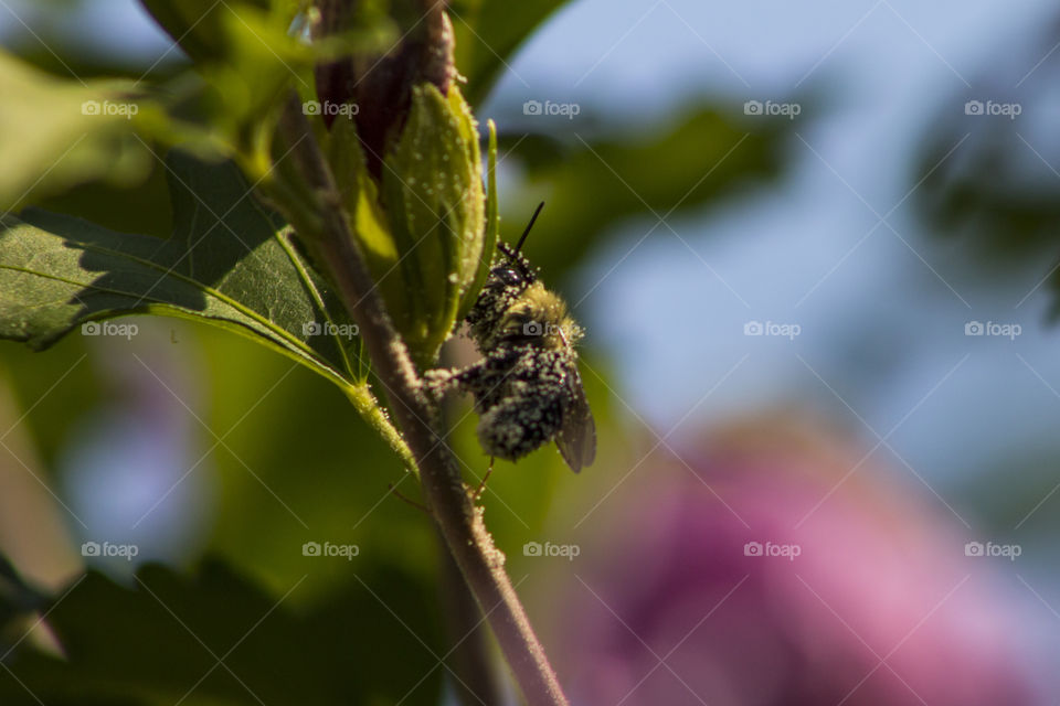 Bee full of pollen