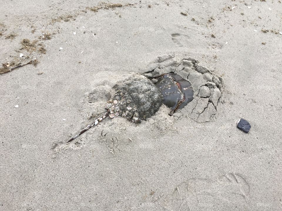 Horseshoe crabs burrowed in the sand