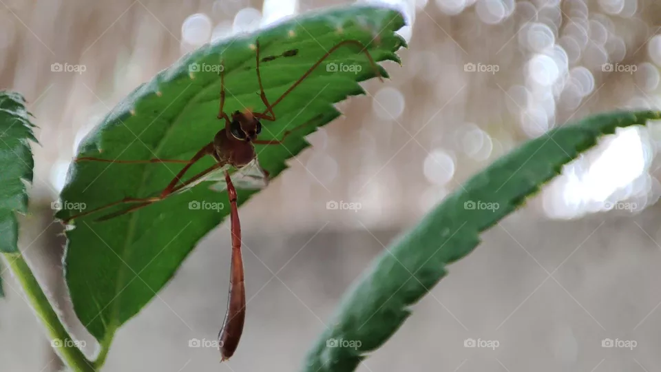 Wasp