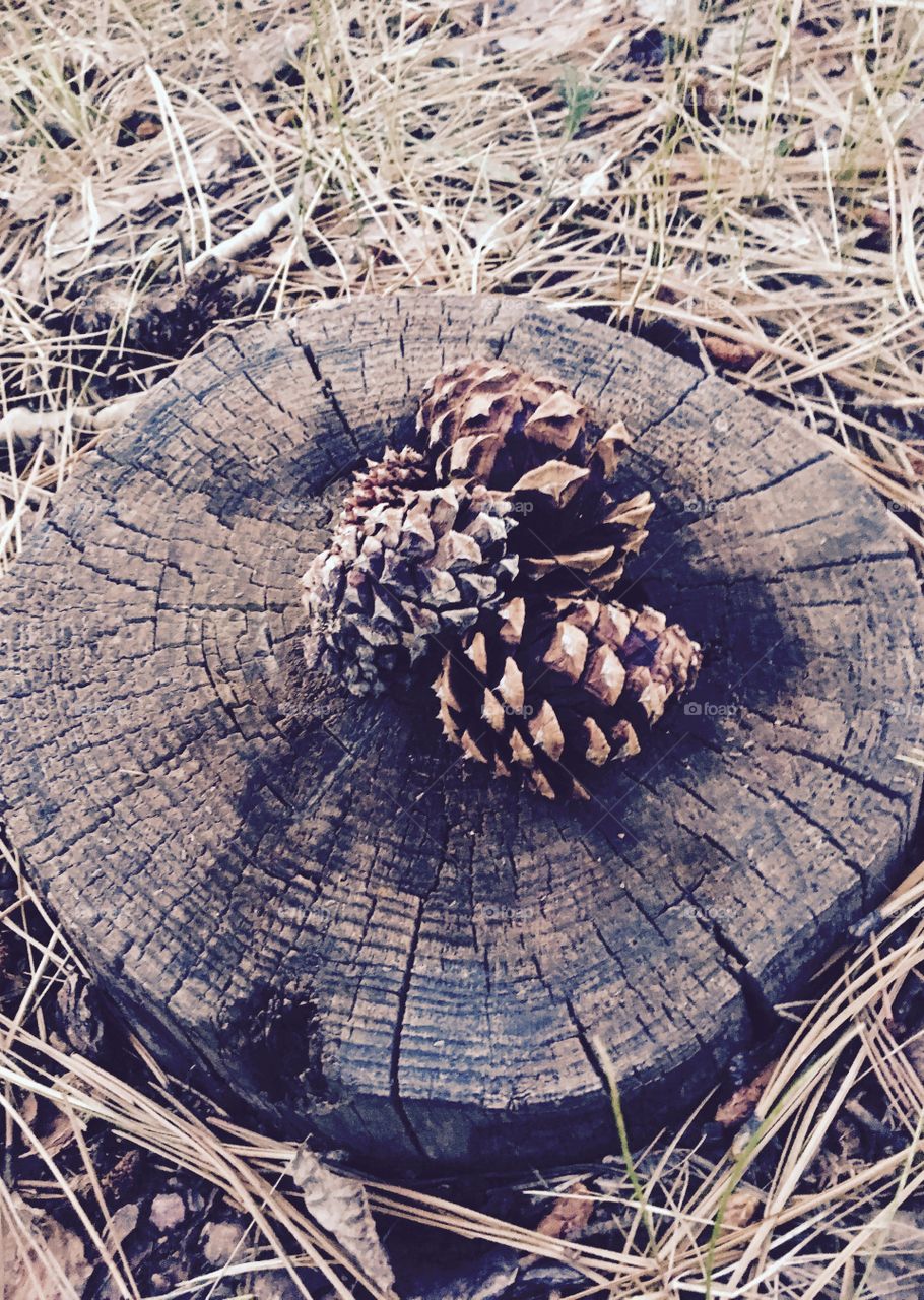 Pinecone Stump