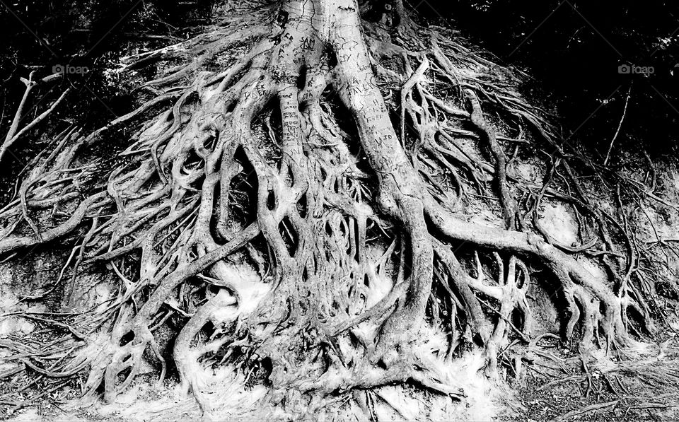 Roots
