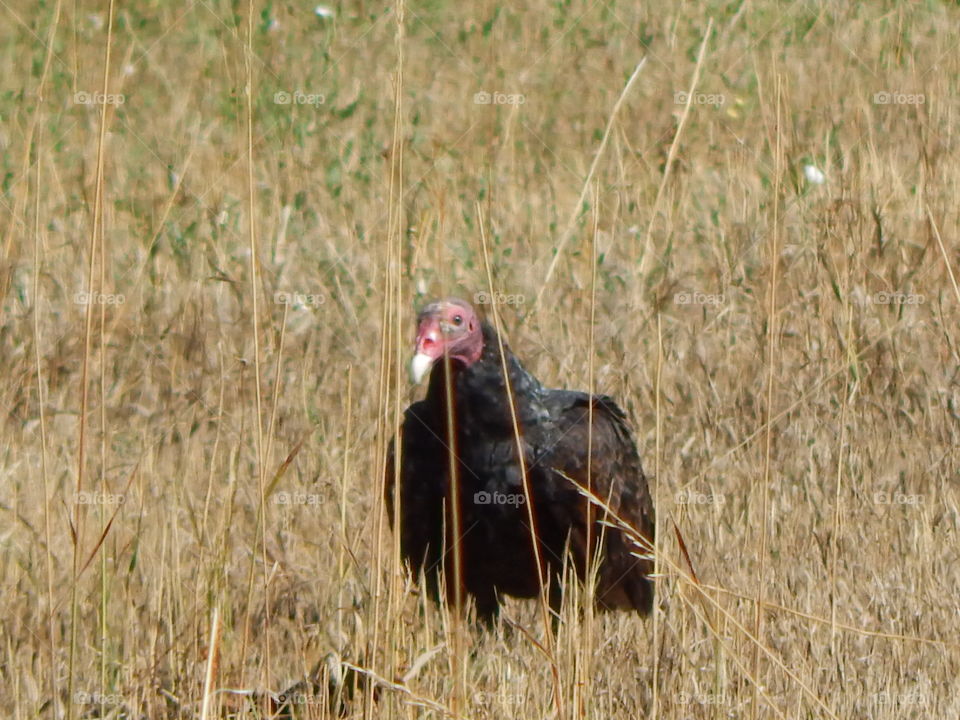 A turkey vulture making its way over to a carcass in a field (doing what it does best, scavenging).