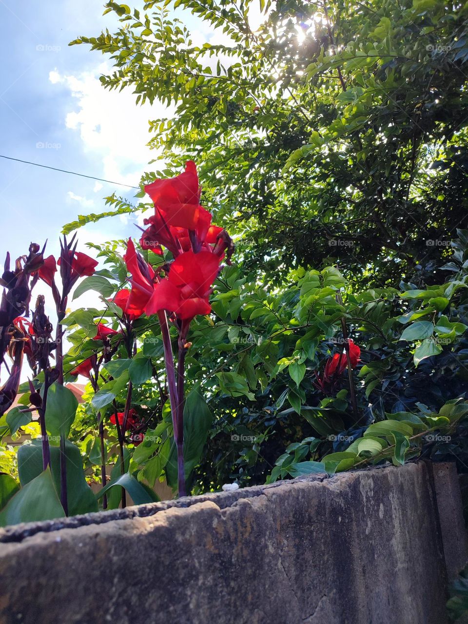 Tall red flowers, wall