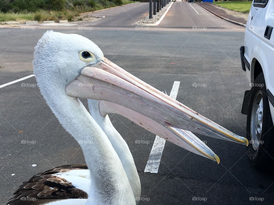 Pair Pelicans in a parking lot 