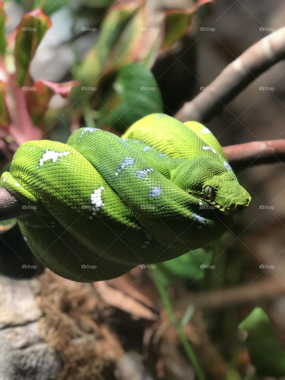 Beautiful snake i thought I would take a picture of at the zoo