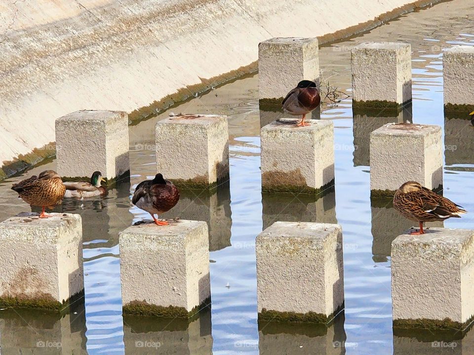 Ducks pick the perfect concrete block to rest on and call their own in a irrigation canal