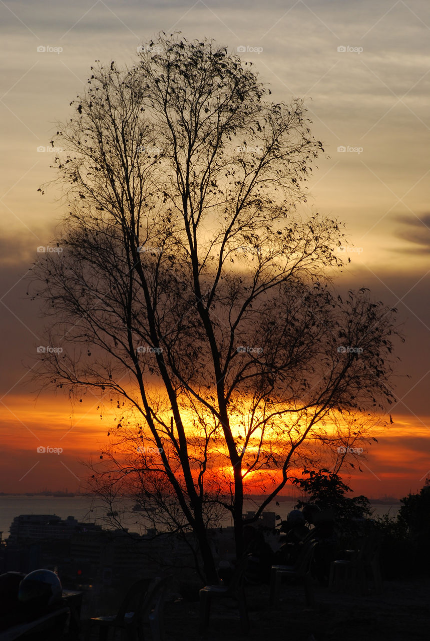 silhouette tree when sunset