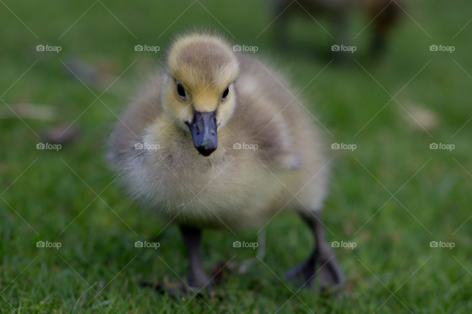 Gosling in grass