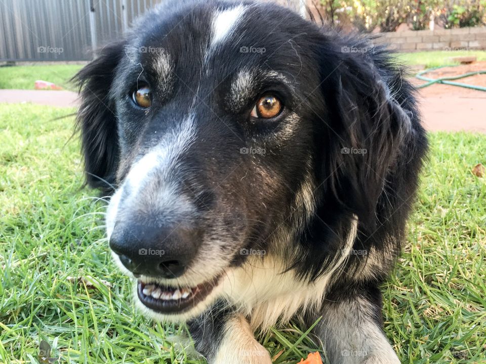 Close-up of dog face