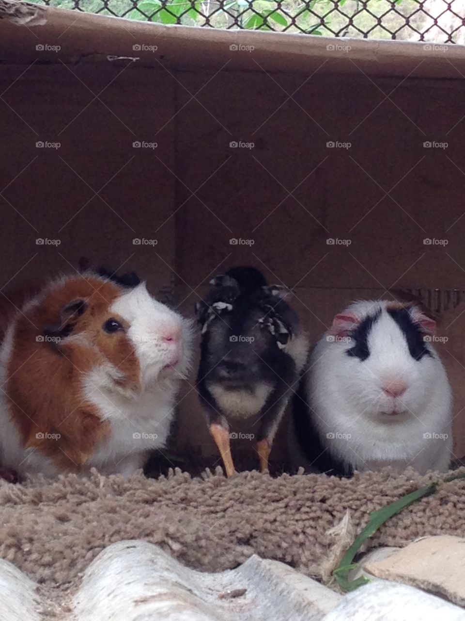 Two guinea pigs and chicken side by side