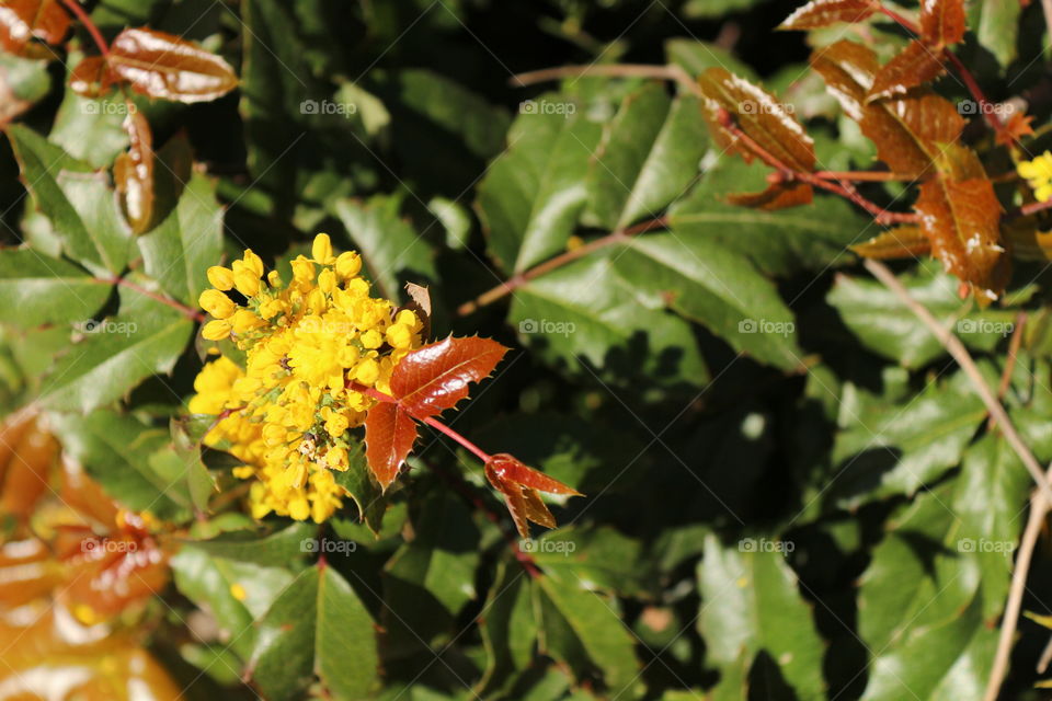 flowers