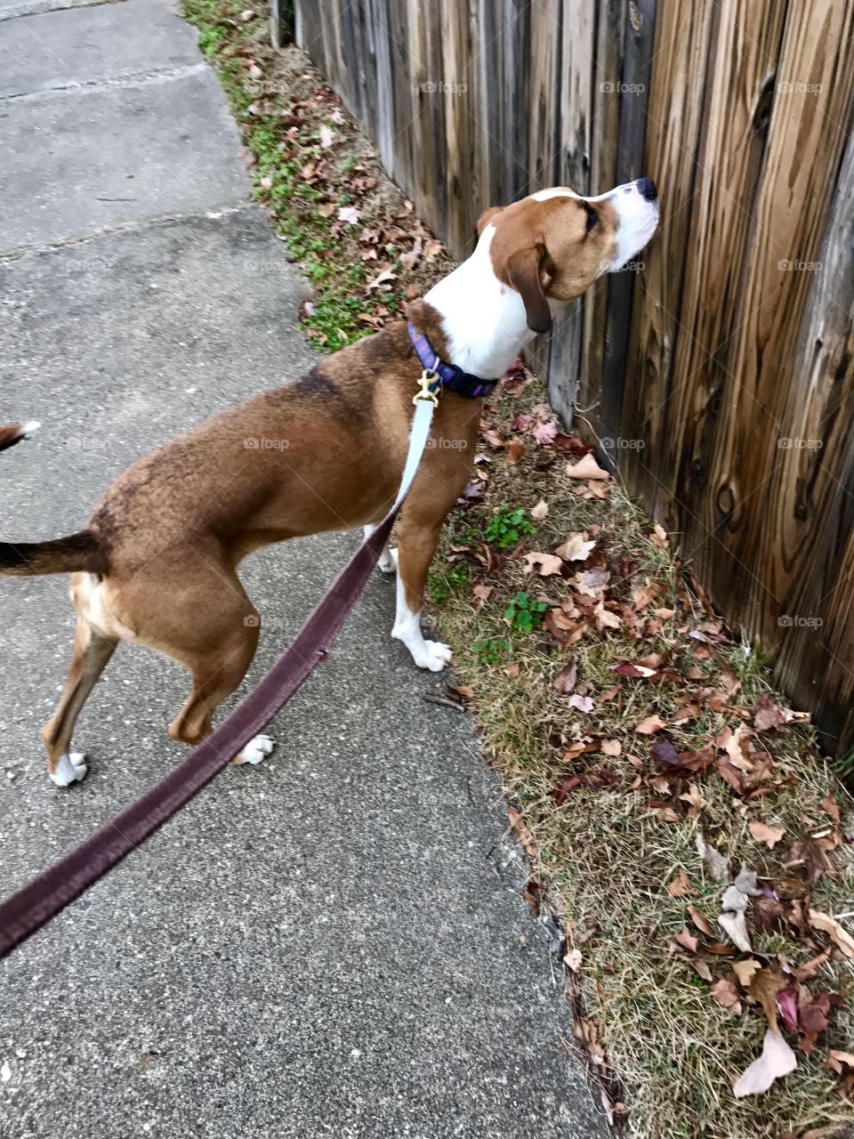 Walking Molly in Fredericksburg, VA