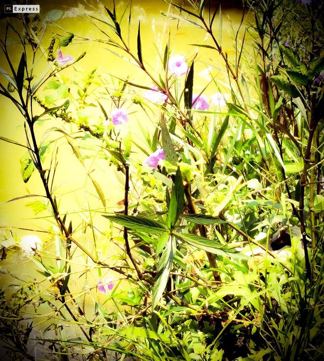 Wild flower 6