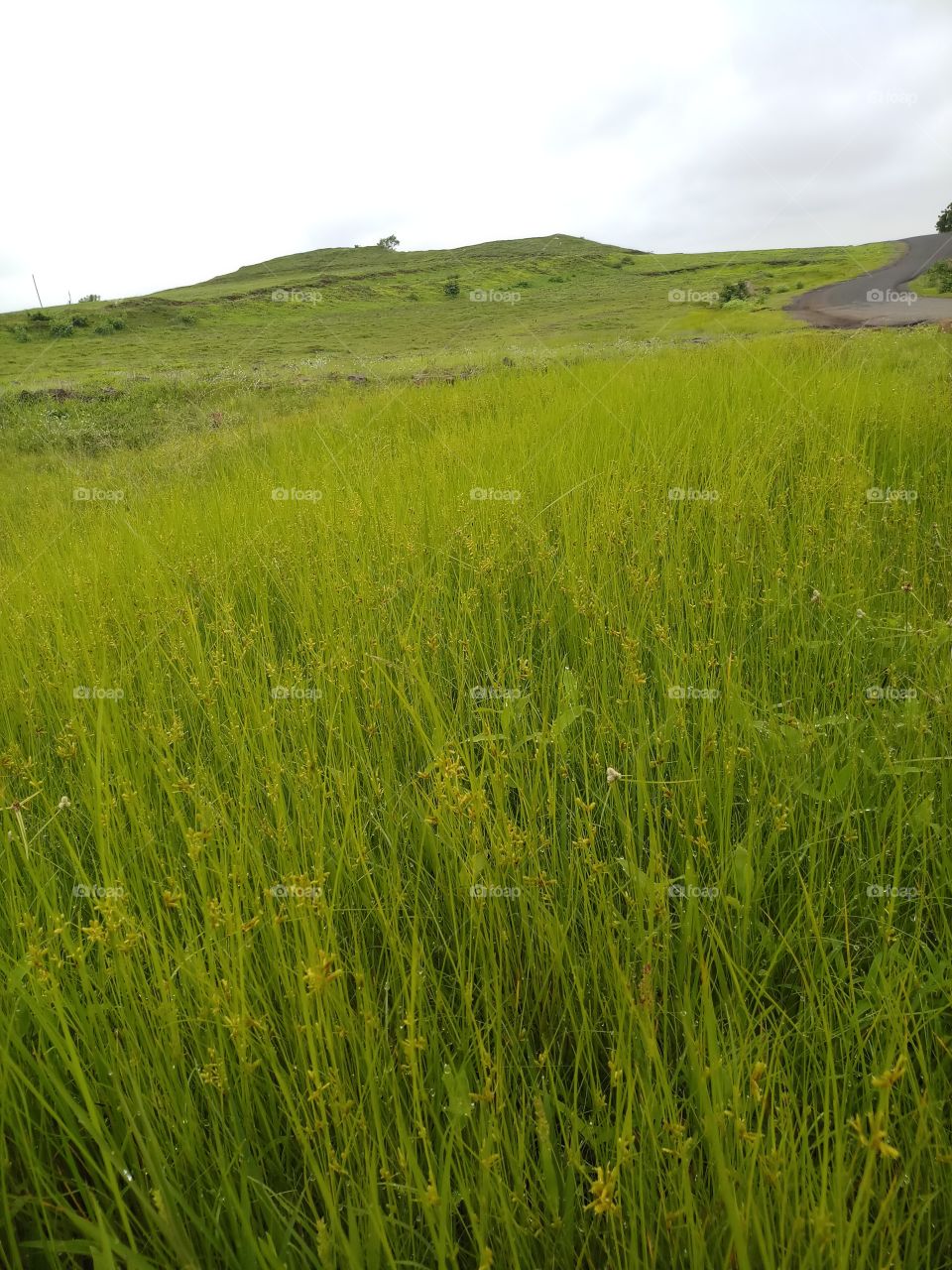 BBB.early morning fress breathing..cool nature's outside greenery.. it's very cool and peace of mind .. wonderful view..~~