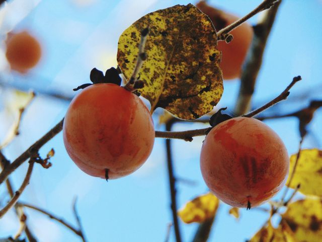 Persimmon Fruit