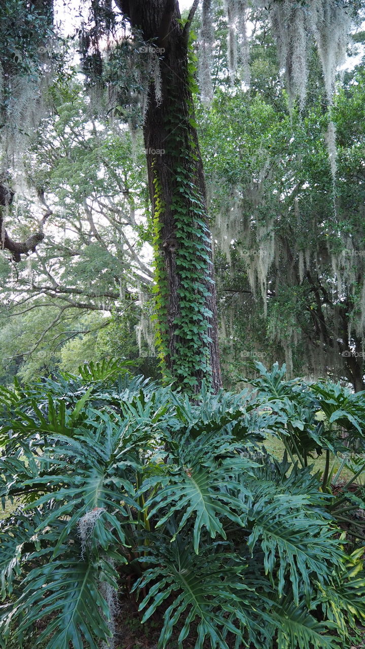 A tree is a symbiotic combination of life Tall old Florida Oak hosting a plethora of native flora elephant ears creeping vines Spanish moss