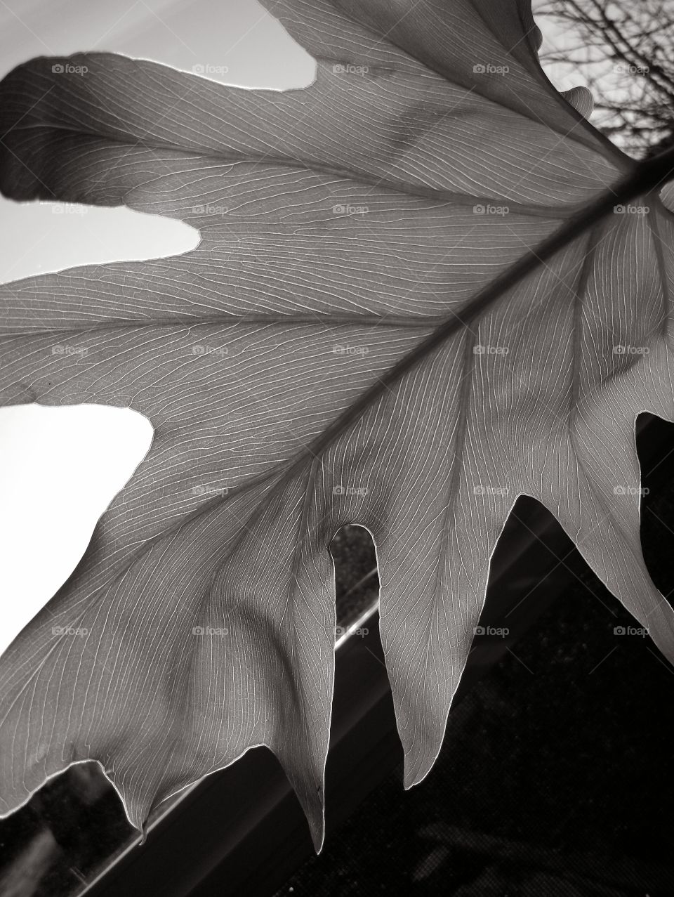 black and white closeup philodendron leaf showing light and veins through the leaf