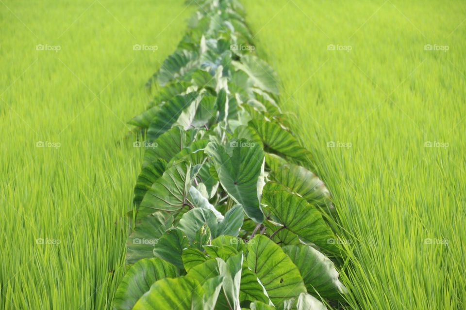 Taro planted in the middle of rice,green tablecloth
