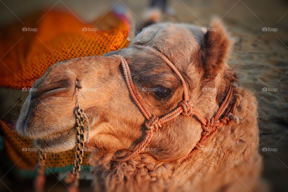Camel the charm of desert