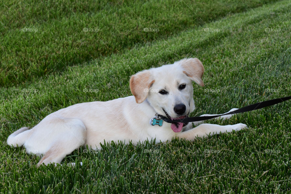 Cute dog sitting in grass