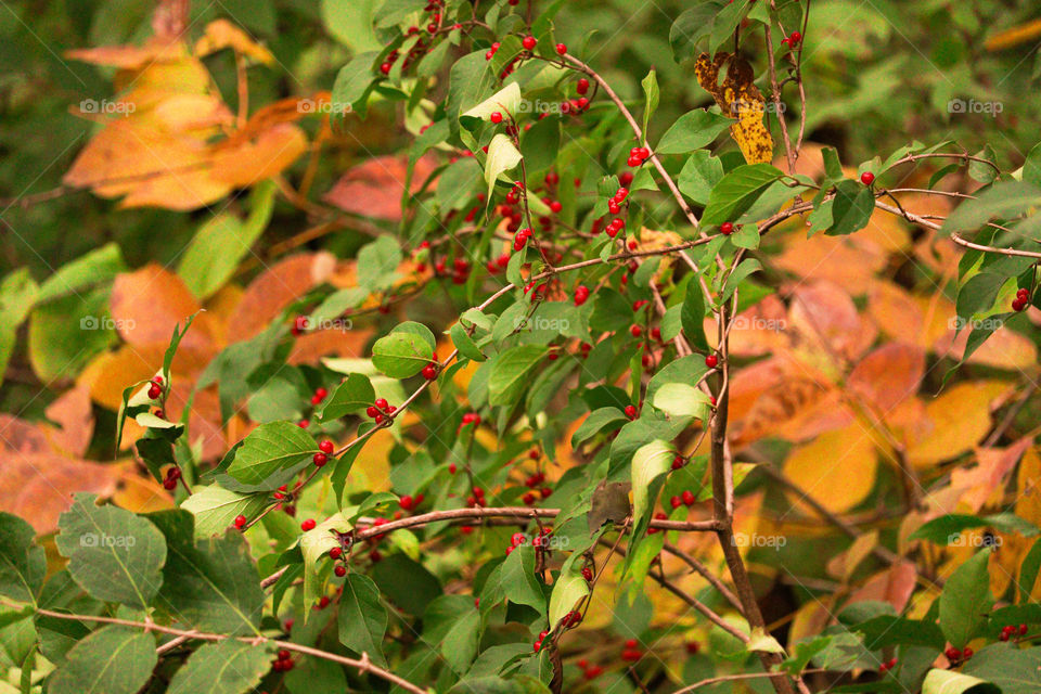 berries and leaves