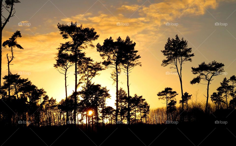 magical forest in Marchiennes North of France