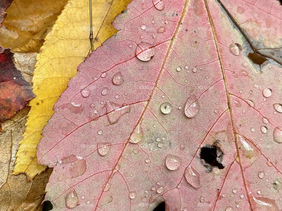 Brightly colored leaves with raindrops