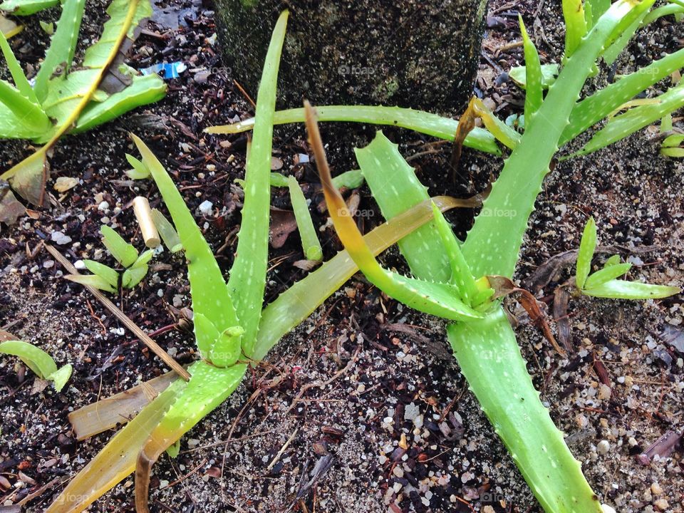 Life eventually grows 