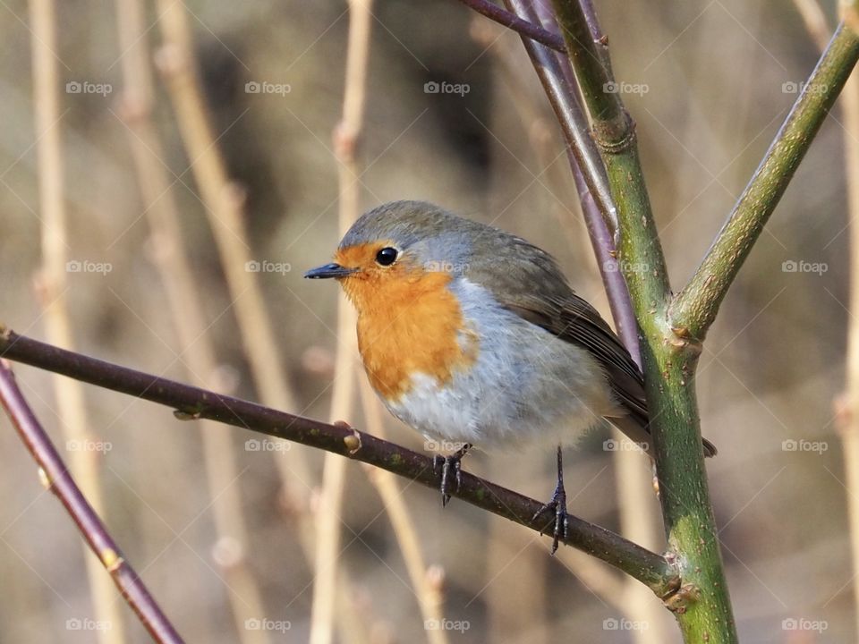 Robin