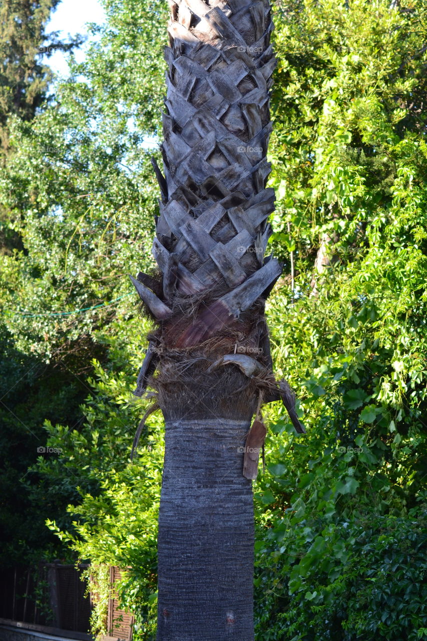 palmtree stem