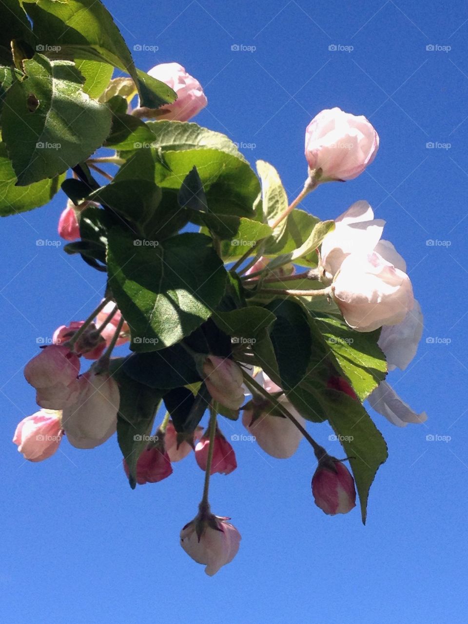 Apple blossom tree