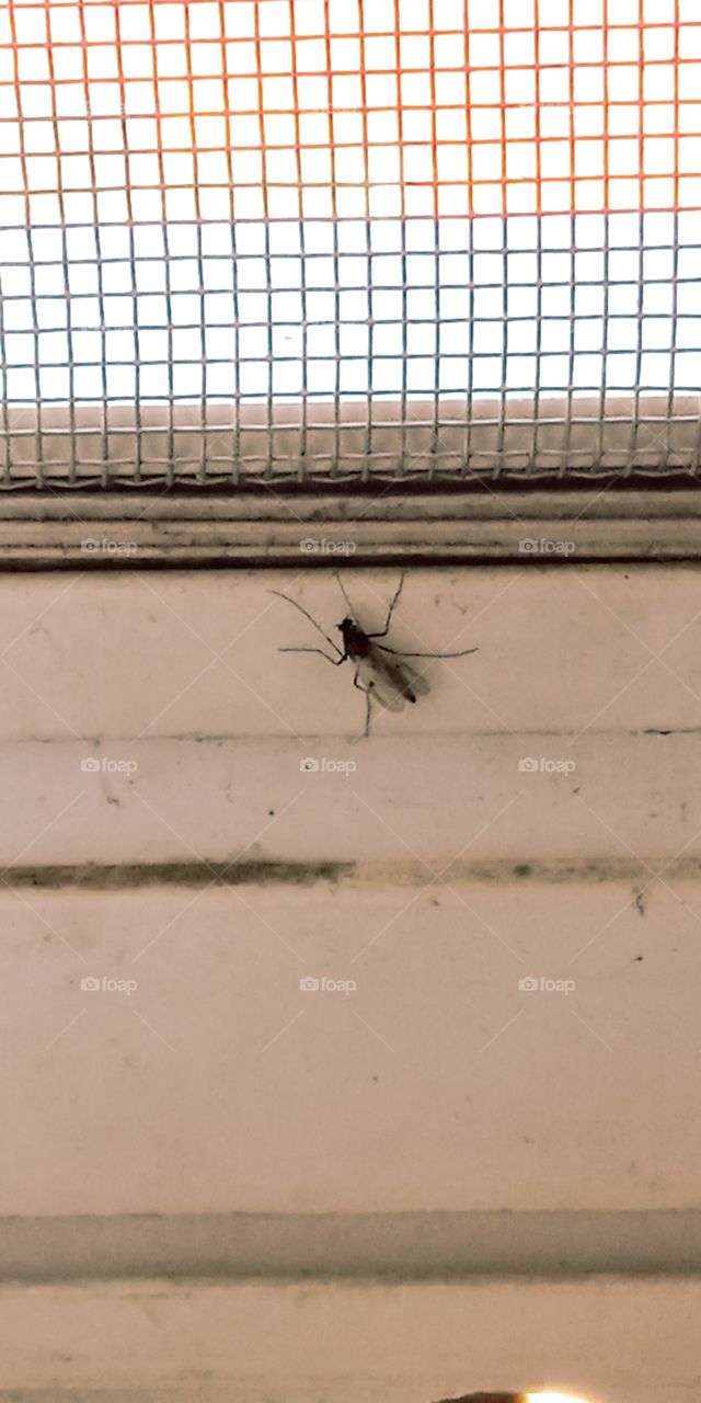 an insect i saw inside home but i really Don't have no idea what is its name. its small so it's hard to see it clearly.