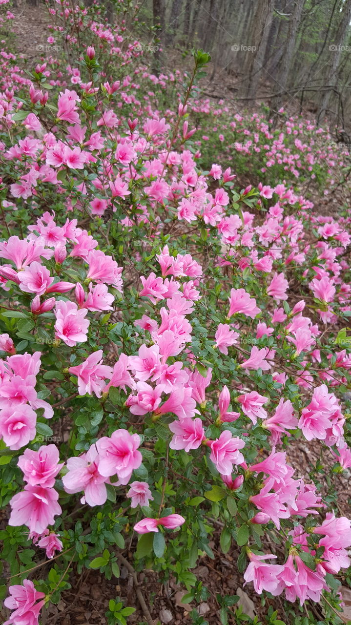 pink flowers Garden Park landscape dirt soil pedals leaves grass