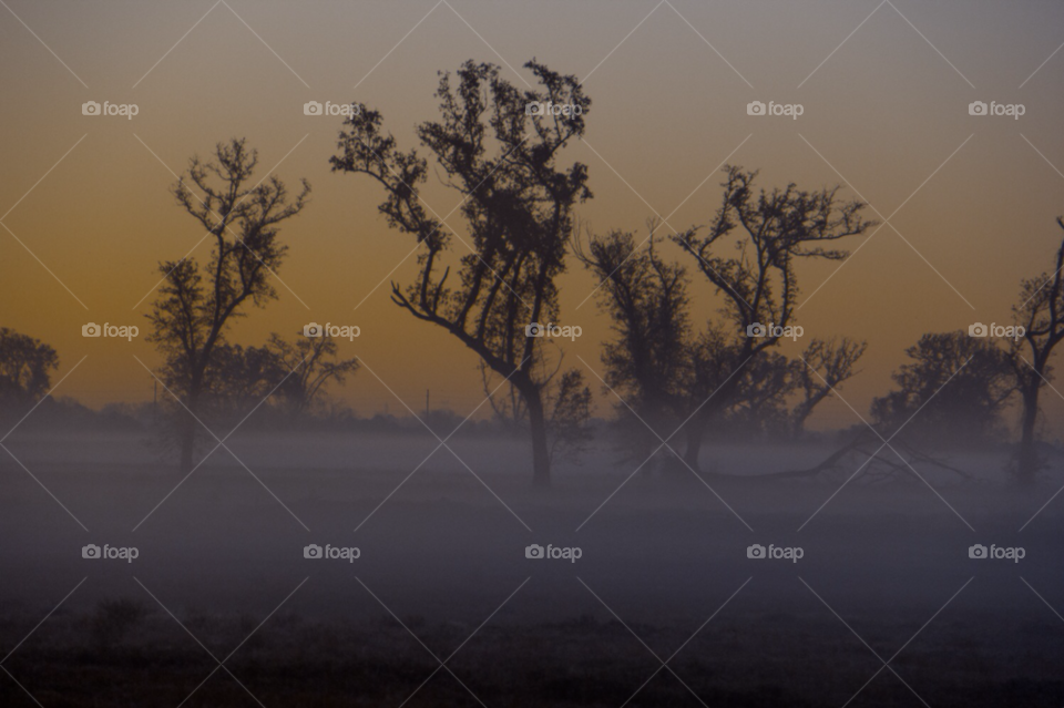sky tree fog dawn by rassilon