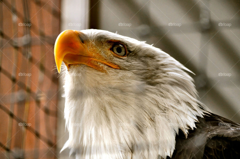 sitka alaska cage center bird by refocusphoto