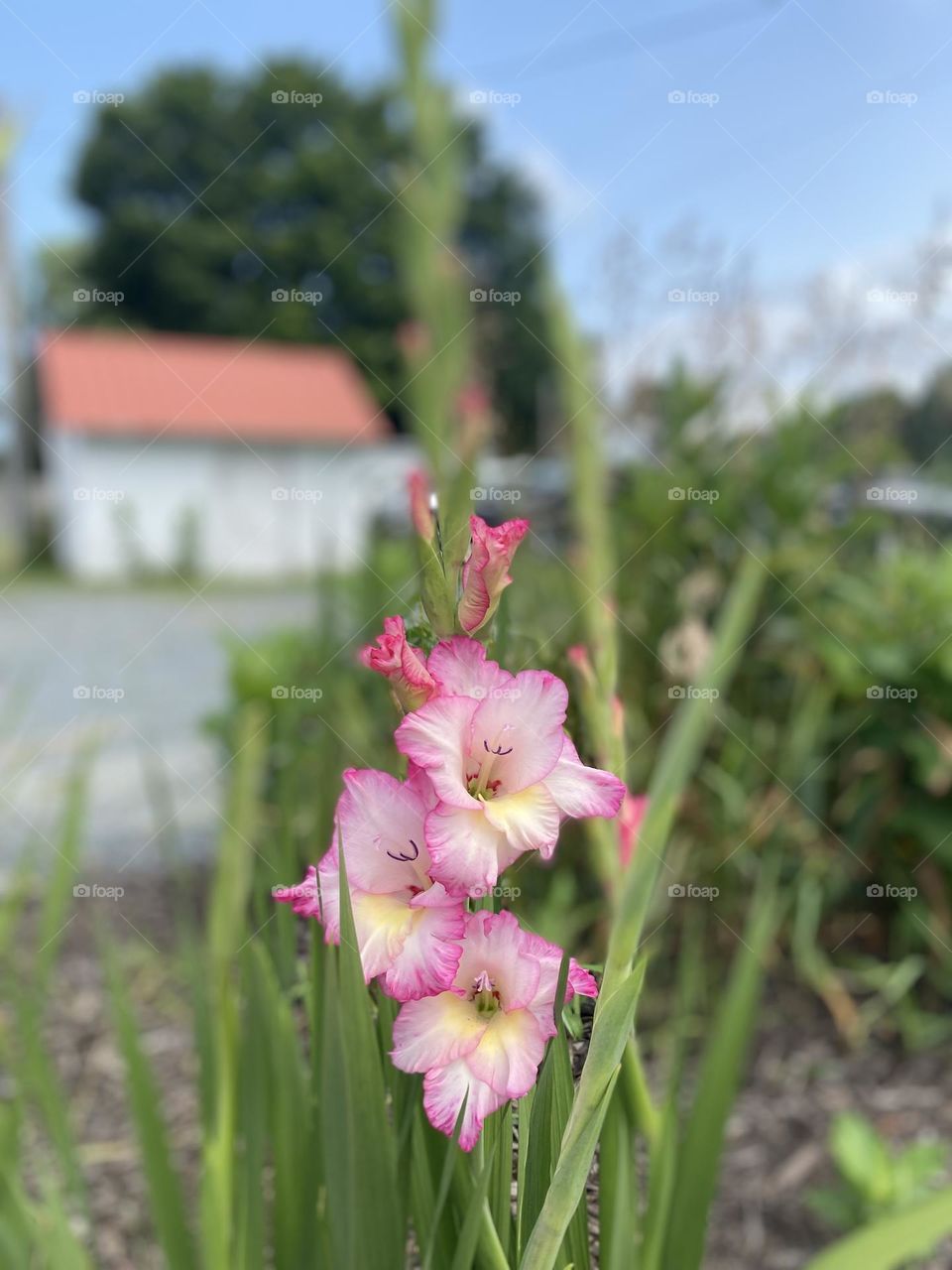 Delicate pink gladiolus blossoms with a charming rural scene in the background.