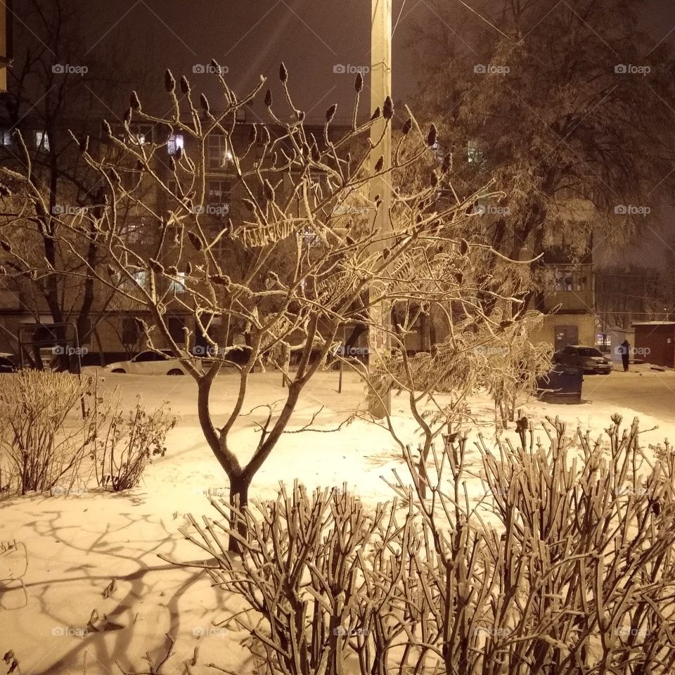 Тропическое дерево в снегу 
Staghorn sumac in the snow
